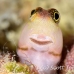 blenny_lubbocks_pb_phi_h_0088_tha0496.jpg
